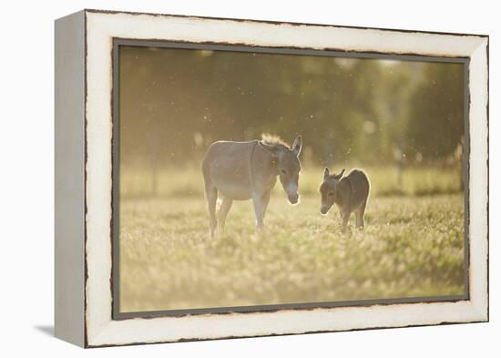 Donkey, Equus Asinus Asinus, Mother and Foal, Meadow, are Lying Laterally-David & Micha Sheldon-Framed Premier Image Canvas