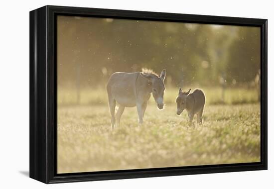 Donkey, Equus Asinus Asinus, Mother and Foal, Meadow, are Lying Laterally-David & Micha Sheldon-Framed Premier Image Canvas