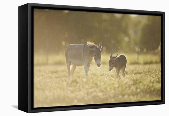 Donkey, Equus Asinus Asinus, Mother and Foal, Meadow, are Lying Laterally-David & Micha Sheldon-Framed Premier Image Canvas