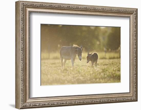 Donkey, Equus Asinus Asinus, Mother and Foal, Meadow, are Lying Laterally-David & Micha Sheldon-Framed Photographic Print