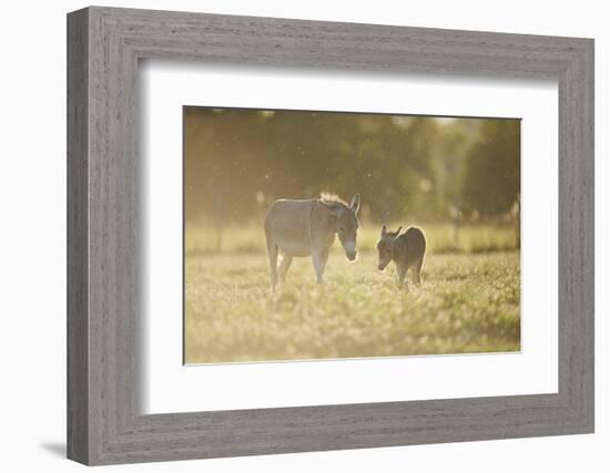 Donkey, Equus Asinus Asinus, Mother and Foal, Meadow, are Lying Laterally-David & Micha Sheldon-Framed Photographic Print