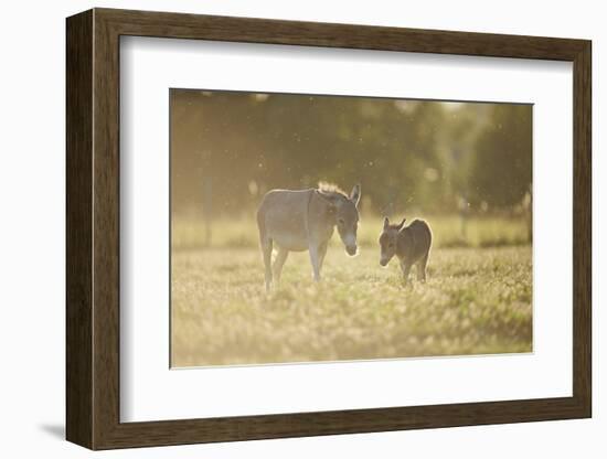 Donkey, Equus Asinus Asinus, Mother and Foal, Meadow, are Lying Laterally-David & Micha Sheldon-Framed Photographic Print