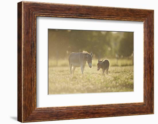 Donkey, Equus Asinus Asinus, Mother and Foal, Meadow, are Lying Laterally-David & Micha Sheldon-Framed Photographic Print