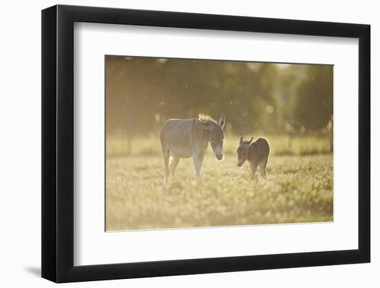 Donkey, Equus Asinus Asinus, Mother and Foal, Meadow, are Lying Laterally-David & Micha Sheldon-Framed Photographic Print