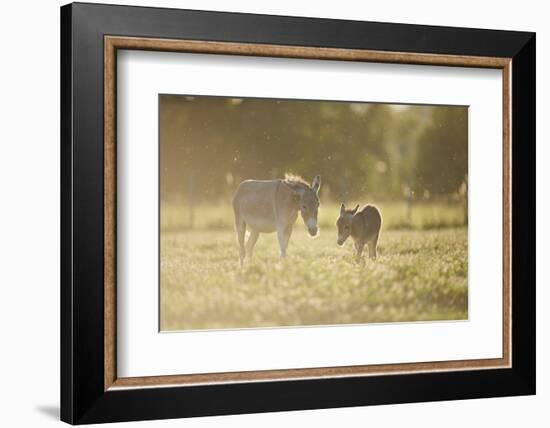 Donkey, Equus Asinus Asinus, Mother and Foal, Meadow, are Lying Laterally-David & Micha Sheldon-Framed Photographic Print