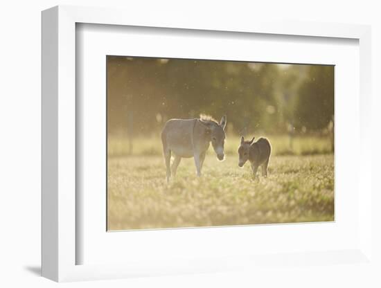 Donkey, Equus Asinus Asinus, Mother and Foal, Meadow, are Lying Laterally-David & Micha Sheldon-Framed Photographic Print