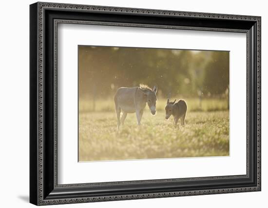 Donkey, Equus Asinus Asinus, Mother and Foal, Meadow, are Lying Laterally-David & Micha Sheldon-Framed Photographic Print