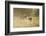 Donkey, Equus Asinus Asinus, Mother and Foal, Meadow, are Lying Laterally-David & Micha Sheldon-Framed Photographic Print