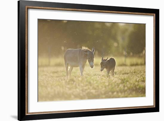 Donkey, Equus Asinus Asinus, Mother and Foal, Meadow, are Lying Laterally-David & Micha Sheldon-Framed Photographic Print