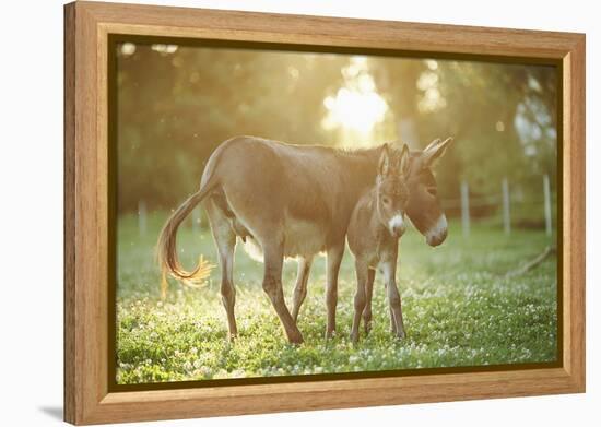 Donkey, Equus Asinus Asinus, Mother and Foal, Meadow, Is Lying Laterally-David & Micha Sheldon-Framed Premier Image Canvas