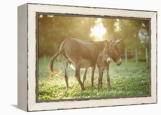 Donkey, Equus Asinus Asinus, Mother and Foal, Meadow, Is Lying Laterally-David & Micha Sheldon-Framed Premier Image Canvas