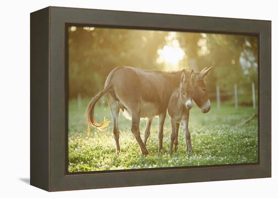 Donkey, Equus Asinus Asinus, Mother and Foal, Meadow, Is Lying Laterally-David & Micha Sheldon-Framed Premier Image Canvas