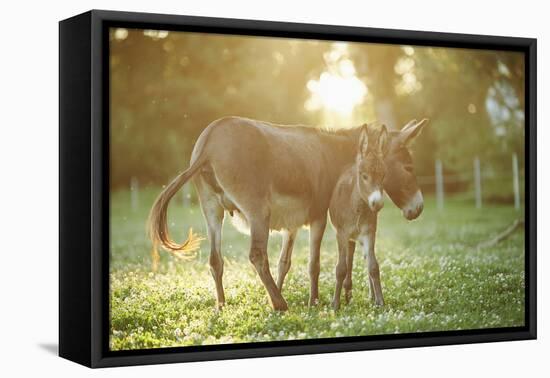 Donkey, Equus Asinus Asinus, Mother and Foal, Meadow, Is Lying Laterally-David & Micha Sheldon-Framed Premier Image Canvas