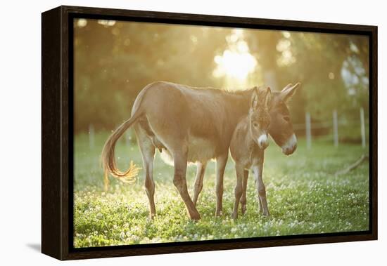 Donkey, Equus Asinus Asinus, Mother and Foal, Meadow, Is Lying Laterally-David & Micha Sheldon-Framed Premier Image Canvas