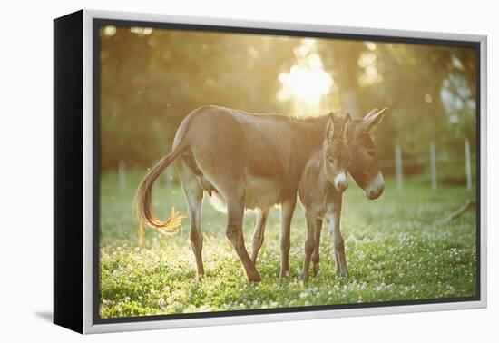 Donkey, Equus Asinus Asinus, Mother and Foal, Meadow, Is Lying Laterally-David & Micha Sheldon-Framed Premier Image Canvas