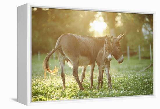 Donkey, Equus Asinus Asinus, Mother and Foal, Meadow, Is Lying Laterally-David & Micha Sheldon-Framed Premier Image Canvas