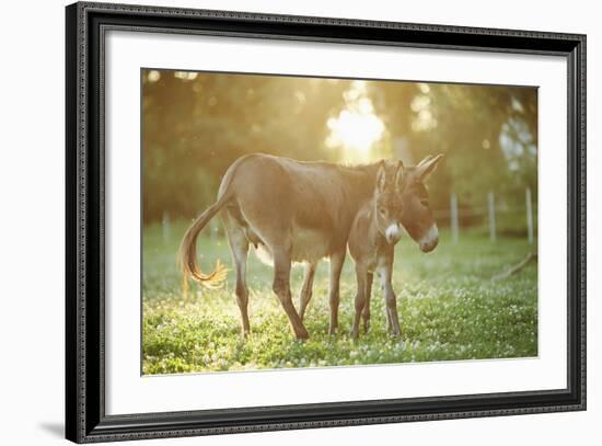 Donkey, Equus Asinus Asinus, Mother and Foal, Meadow, Is Lying Laterally-David & Micha Sheldon-Framed Photographic Print