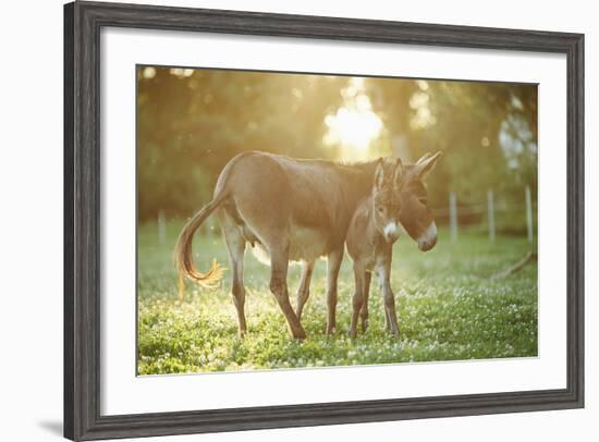 Donkey, Equus Asinus Asinus, Mother and Foal, Meadow, Is Lying Laterally-David & Micha Sheldon-Framed Photographic Print