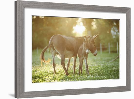 Donkey, Equus Asinus Asinus, Mother and Foal, Meadow, Is Lying Laterally-David & Micha Sheldon-Framed Photographic Print