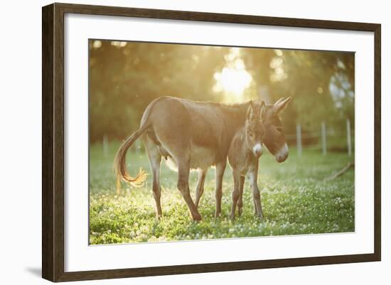 Donkey, Equus Asinus Asinus, Mother and Foal, Meadow, Is Lying Laterally-David & Micha Sheldon-Framed Photographic Print