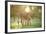 Donkey, Equus Asinus Asinus, Mother and Foal, Meadow, Is Lying Laterally-David & Micha Sheldon-Framed Photographic Print