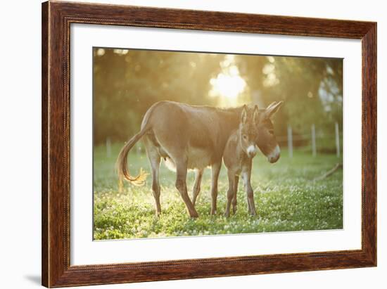 Donkey, Equus Asinus Asinus, Mother and Foal, Meadow, Is Lying Laterally-David & Micha Sheldon-Framed Photographic Print