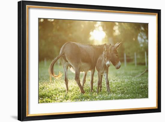 Donkey, Equus Asinus Asinus, Mother and Foal, Meadow, Is Lying Laterally-David & Micha Sheldon-Framed Photographic Print