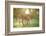 Donkey, Equus Asinus Asinus, Mother and Foal, Meadow, Is Lying Laterally-David & Micha Sheldon-Framed Photographic Print