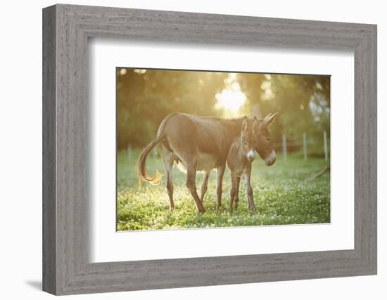 Donkey, Equus Asinus Asinus, Mother and Foal, Meadow, Is Lying Laterally-David & Micha Sheldon-Framed Photographic Print