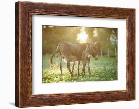 Donkey, Equus Asinus Asinus, Mother and Foal, Meadow, Is Lying Laterally-David & Micha Sheldon-Framed Photographic Print