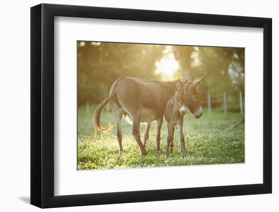 Donkey, Equus Asinus Asinus, Mother and Foal, Meadow, Is Lying Laterally-David & Micha Sheldon-Framed Photographic Print