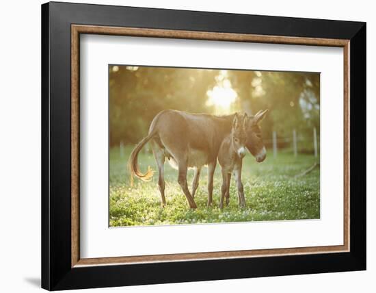 Donkey, Equus Asinus Asinus, Mother and Foal, Meadow, Is Lying Laterally-David & Micha Sheldon-Framed Photographic Print