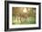 Donkey, Equus Asinus Asinus, Mother and Foal, Meadow, Is Lying Laterally-David & Micha Sheldon-Framed Photographic Print