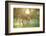 Donkey, Equus Asinus Asinus, Mother and Foal, Meadow, Is Lying Laterally-David & Micha Sheldon-Framed Photographic Print