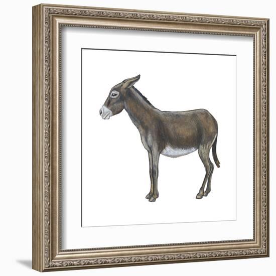 Donkey (Equus Asinus), Mammals-Encyclopaedia Britannica-Framed Art Print