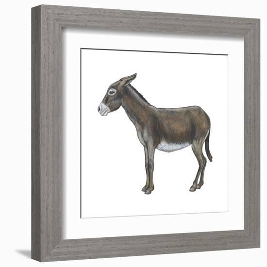 Donkey (Equus Asinus), Mammals-Encyclopaedia Britannica-Framed Art Print