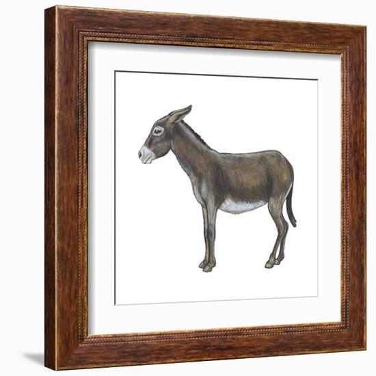 Donkey (Equus Asinus), Mammals-Encyclopaedia Britannica-Framed Art Print