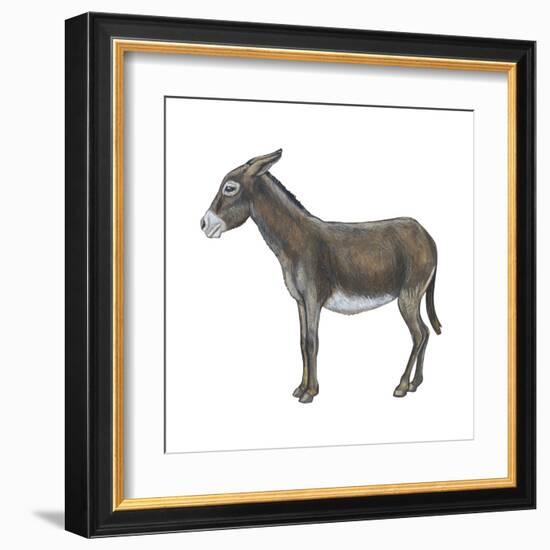 Donkey (Equus Asinus), Mammals-Encyclopaedia Britannica-Framed Art Print