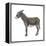 Donkey (Equus Asinus), Mammals-Encyclopaedia Britannica-Framed Stretched Canvas