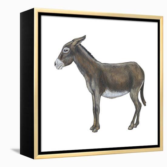 Donkey (Equus Asinus), Mammals-Encyclopaedia Britannica-Framed Stretched Canvas