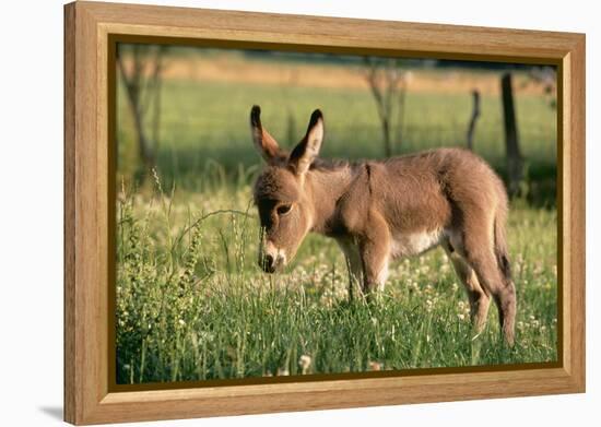 Donkey Foal in Meadow, Side On-null-Framed Premier Image Canvas