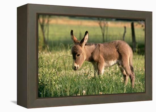 Donkey Foal in Meadow, Side On-null-Framed Premier Image Canvas