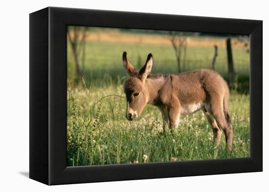 Donkey Foal in Meadow, Side On-null-Framed Premier Image Canvas