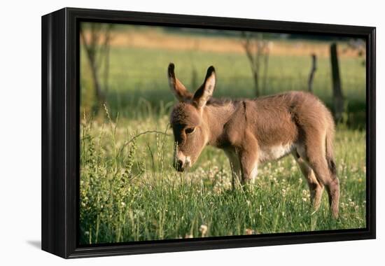 Donkey Foal in Meadow, Side On-null-Framed Premier Image Canvas