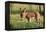 Donkey Foal in Meadow, Side On-null-Framed Premier Image Canvas