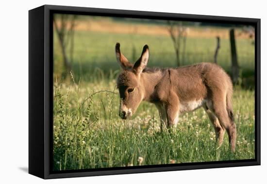 Donkey Foal in Meadow, Side On-null-Framed Premier Image Canvas