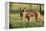 Donkey Foal in Meadow, Side On-null-Framed Premier Image Canvas