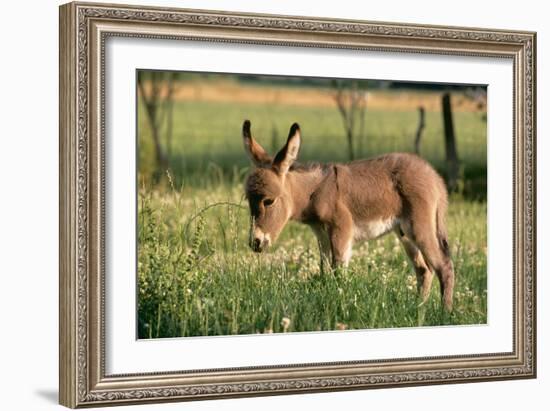 Donkey Foal in Meadow, Side On-null-Framed Photographic Print