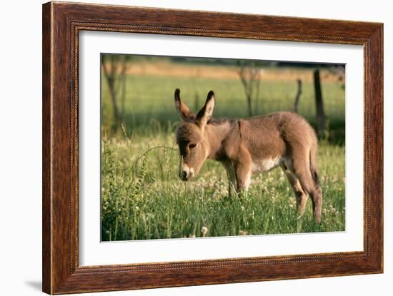 Donkey Foal in Meadow, Side On-null-Framed Photographic Print