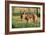 Donkey Foal in Meadow, Side On-null-Framed Photographic Print